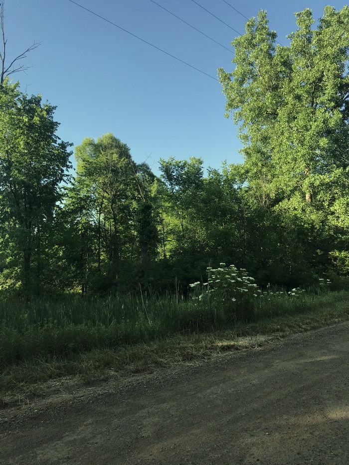Stony Run - July 2020 Photo (newer photo)